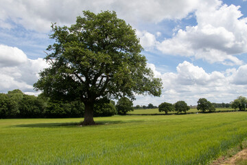 Fototapeta na wymiar Summer tree in meadow