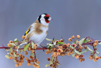 European goldfinch ( Carduelis carduelis )