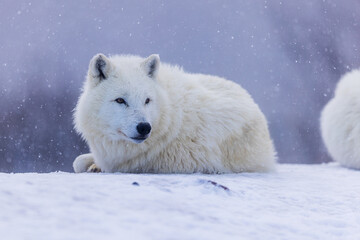 male Arctic wolf (Canis lupus arctos) lies in the snow and the snow falls on him