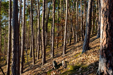 Sunny forest with pine and spruce tree.