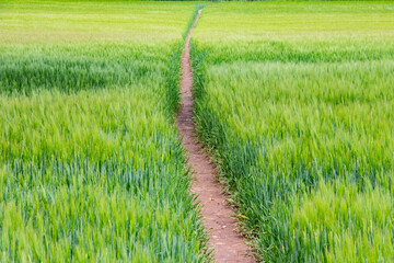 Path rough wheat field