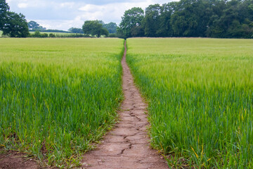 Path rough wheat field