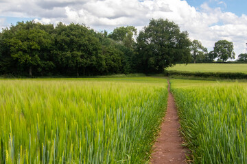 Path rough wheat field