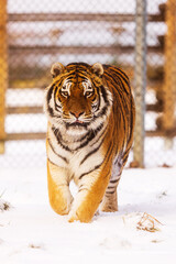 male Siberian tiger (Panthera tigris tigris) large caged individual