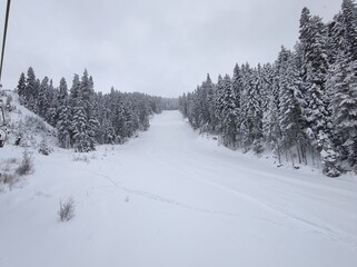 kar ılgaz türkiye yıldıztepe teleferik tree ağaç çam snow winter pine tree