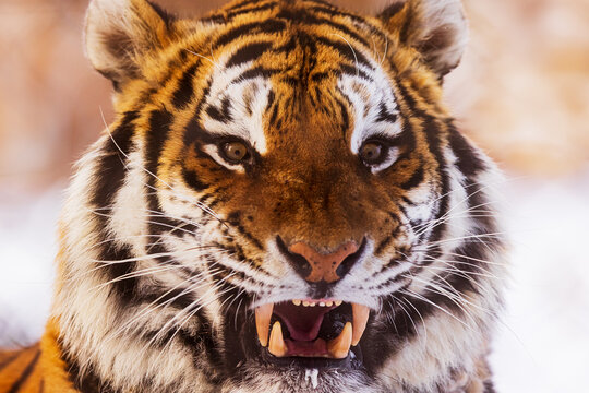 male Siberian tiger (Panthera tigris tigris) very close, gritting his teeth and looking angry