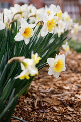 Obraz premium Close up of a row of yellow and white daffodils blooming in spring in a home garden