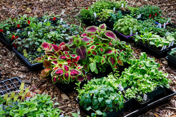 Trays of plant and flower seedlings started indoors outside in the process of hardening off in spring in a home garden. Collection includes a variety of annuals and perennials. - 482081519