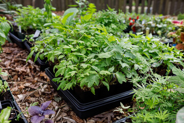 Trays of plant and flower seedlings started indoors outside in the process of hardening off in spring in a home garden. Collection includes a variety of tomato and basil seedlings. - 482081534