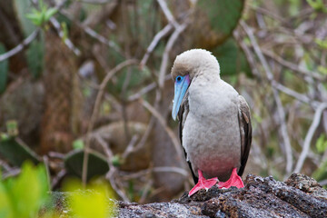Red Footed Booby Galapagos