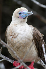 Red Footed Booby Galapagos