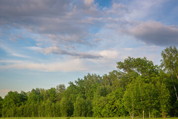 Green, dense forest and blue sky. The tops of the trees.