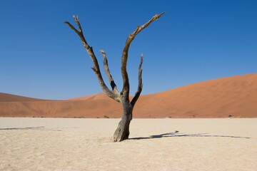 Dead tree in desert