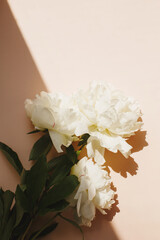 Flat lay with white peonies flowers and green leaves on pastel pink color background,