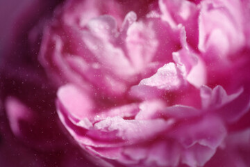 Close-up of delicate pink flower petals of peony with water drops, sensuality and femininity concept