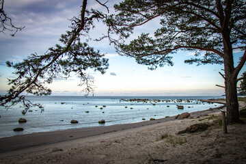 tree on the beach, laheema national park, laheema, altja, estonia, baltics, baltic countries, baltic sea, erratic stones,