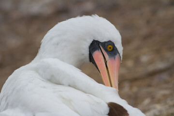 Nazca booby Sula granti Galapagos