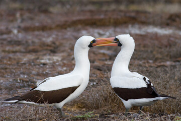Nazca booby Sula granti Galapagos
