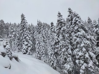 kar ılgaz türkiye yıldıztepe teleferik tree ağaç çam snow winter pine tree