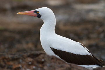 Nazca booby Sula granti Galapagos