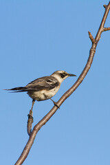 Galápagos mockingbird  Mimus parvulus