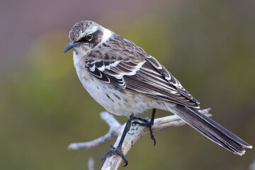 Galápagos mockingbird  Mimus parvulus