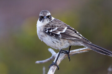 Galápagos mockingbird  Mimus parvulus