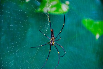 Spider and web at a plantation in South India