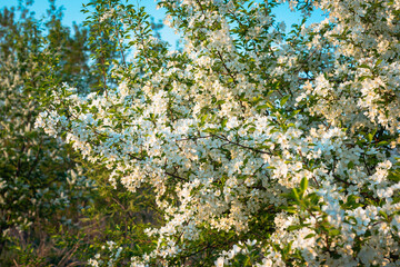 Blooming apple tree with white flowers.