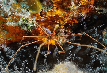 Obraz na płótnie Canvas Arrow crab, Utila, Bay Islands, Honduras