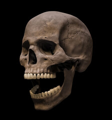 Homo sapiens male skull anatomically accurate with mouth open in three-quarter profile view isolated on black background 3D rendering illustration. Human anatomy, medicine, biology, science concept. © Matthieu