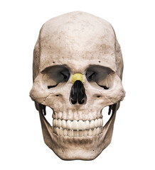 Obraz premium Anatomically accurate human male skull with colorized nose bone anterior or front view isolated on white background with copy space 3D rendering illustration. Blank anatomical and medical chart.