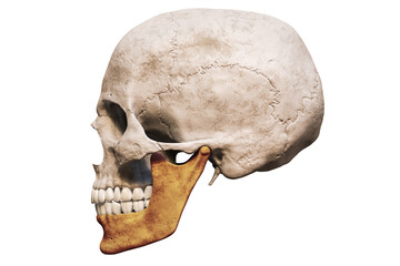 Anatomically accurate human male skull with colorized mandible or jaw bone lateral or profile view isolated on white background with copy space 3D rendering illustration. Blank medical chart.