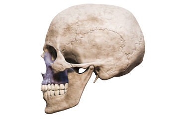 Anatomically accurate human male skull with colorized maxilla bone lateral or profile view isolated on white background with copy space 3D rendering illustration. Blank anatomical and medical chart.