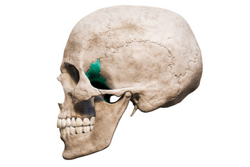 Anatomically accurate human male skull with colorized sphenoid bone lateral or profile view isolated on white background with copy space 3D rendering illustration. Blank anatomical and medical chart.