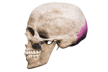 Anatomically accurate human male skull with colorized occipital bone lateral or profile view isolated on white background with copy space 3D rendering illustration. Blank anatomical and medical chart.