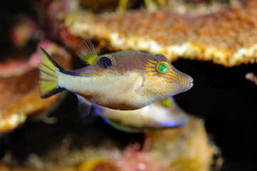 Two puffer fish, Roatan, Bay Islands, Honduras © Joseph