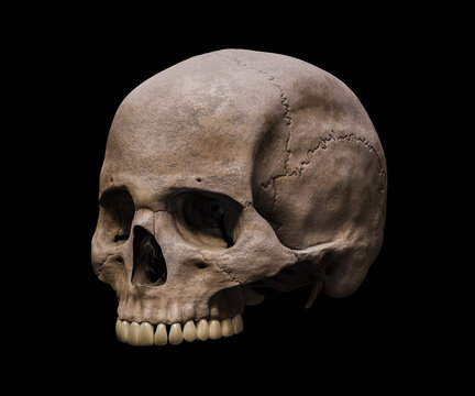 Upper part of an anatomically accurate Homo sapiens skull in three-quarter profile view isolated on black background 3D rendering illustration. Human anatomy, medicine, biology, science concept.