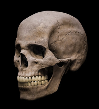 Homo sapiens male skull anatomically accurate in three-quarter view or profile view 3D rendering illustration isolated on black background. Human anatomy, science, biology, medicine concept