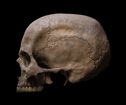 Upper part of an anatomically accurate Homo sapiens skull profile or lateral view isolated on black background 3D rendering illustration. Human anatomy, medicine, biology, science concept.
