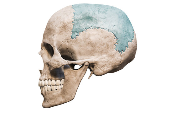 Anatomically accurate human male skull with colorized parietal bone lateral or profile view isolated on white background with copy space 3D rendering illustration. Blank anatomical and medical chart.