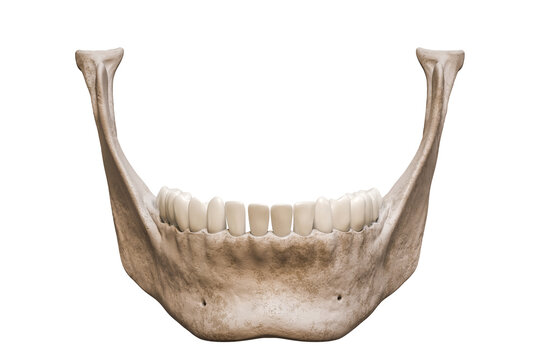 Human mandible or jaw bone with teeth anterior or front view anatomically accurate isolated on white background 3D rendering illustration. Anatomy, medicine, biology, science concept.