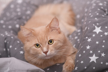 Fluffy ginger cat on a gray bedspread. 