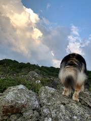 Obraz premium Portrait of a young Finnish Lapphund dog
