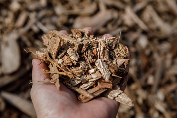 Hand holding a pile of arborist wood chips, a sustainable natural mulch made from tree bark and...