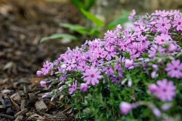 Creeping phlox, 'Fort Hill', a perennial ground cover, blooming with pink and purple flowers in spring