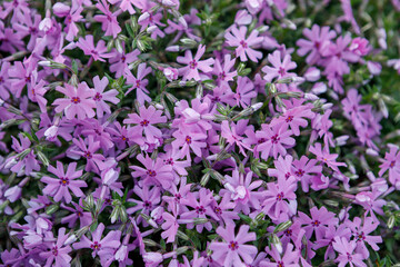 Creeping phlox, 'Fort Hill', a perennial ground cover, blooming with pink and purple flowers in spring