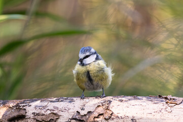 Mésange bleue (bluetit)