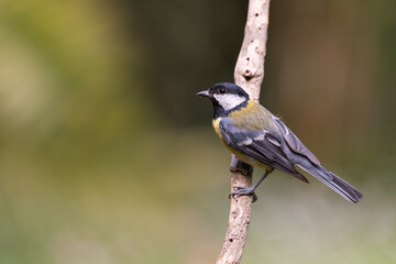 Mésange charbonnière posée sur une branche.