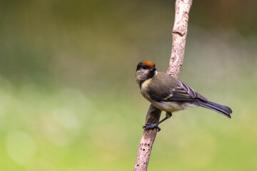 Mésange charbonnière originale avec une tache orange sur la tête. Probable trace de pollen. 